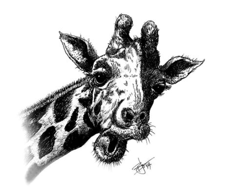 Giraffe